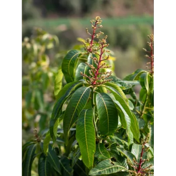 Red Sandalwood Plants